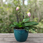 Paphiopedilum Pinocchio (glaucophyllum x primulinum) sekvencijalni/višecvjetni