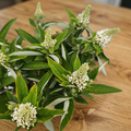 Buddleja davidii „Little Rockstars White” - джудже летен люляк с деликатен аромат