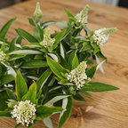 Buddleja davidii „Little Rockstars White” - джудже летен люляк с деликатен аромат