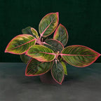 Aglaonema 'Red Lip' – Aglaonema mit intensiv roten Adern und Rändern