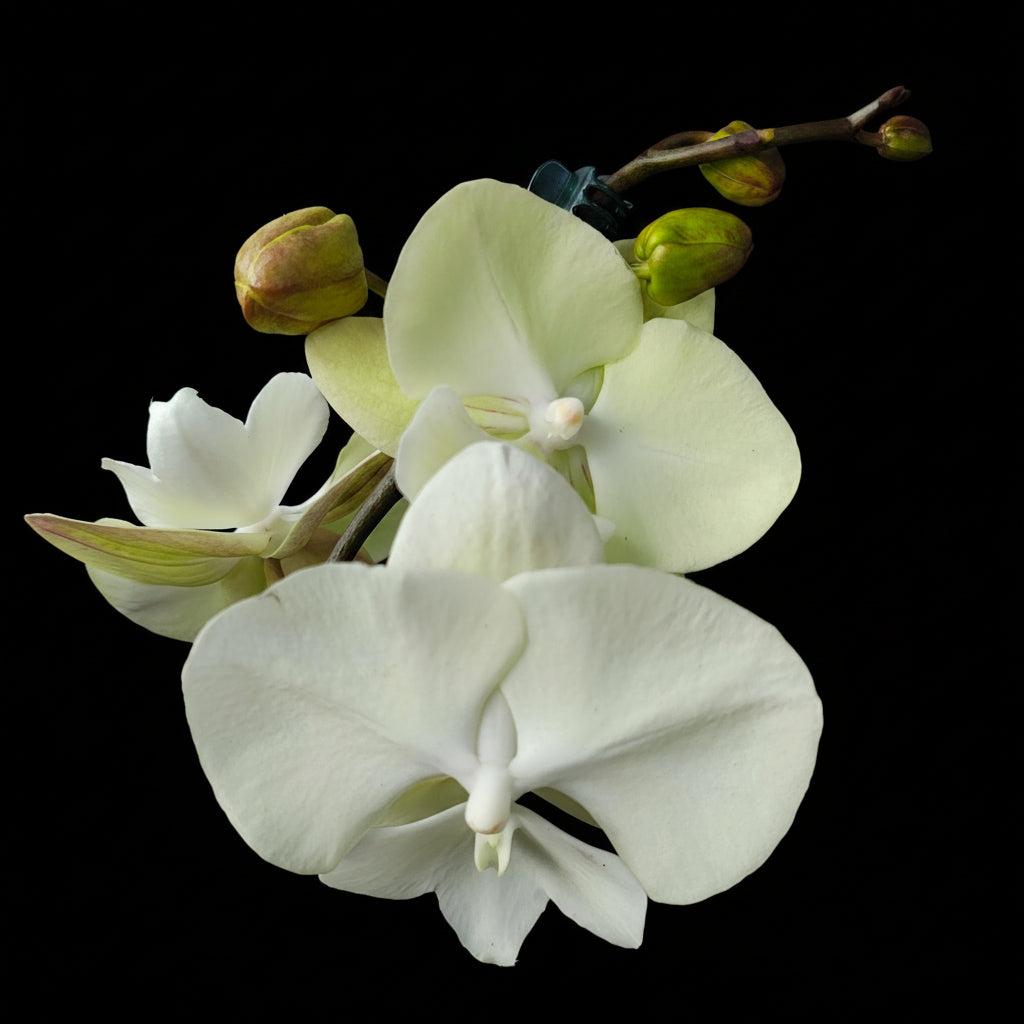Phalaenopsis Limited #116 Labio grande