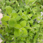 Ananasova meta – Mentha suaveolens
