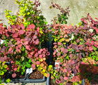 Berberis thunbergii var. atropurpurea (Dracilă, Japanese Barberry)