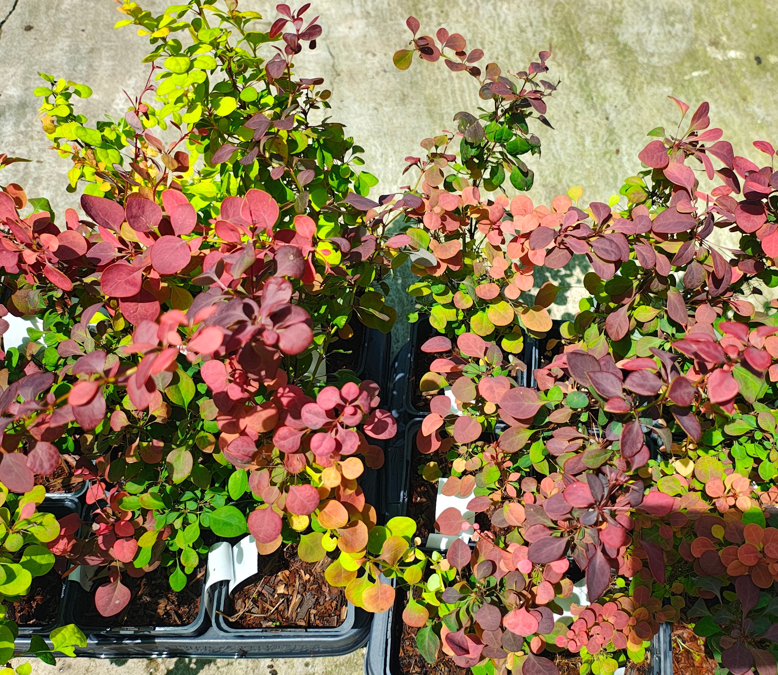 Berberis thunbergii var. atropurpurea (Dracilă, Japanese Barberry)