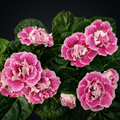 Gloxinia Spot Pink - samtige Blume mit puderrosa Blütenblättern