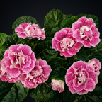 Gloxinia Spot Pink - samtige Blume mit puderrosa Blütenblättern