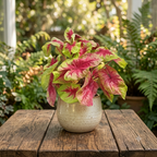Caladium 'Lemon Blush' XL – spektakulär caladium med limegröna blad