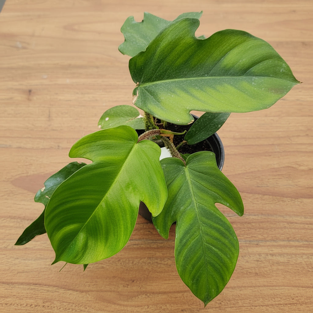 Philodendron squamiferum