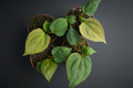 Anthurium portillae - Anthurium da collezione con foglie vellutate e nervature a contrasto
