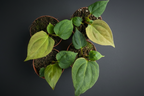 Anthurium portillae - Anthurium da collezione con foglie vellutate e nervature a contrasto