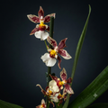 Cambria speciala