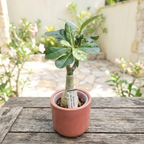 Adenium obesum 'Spot Lilium' (variegated)