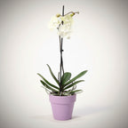 Phalaenopsis Limited #116 Labio grande