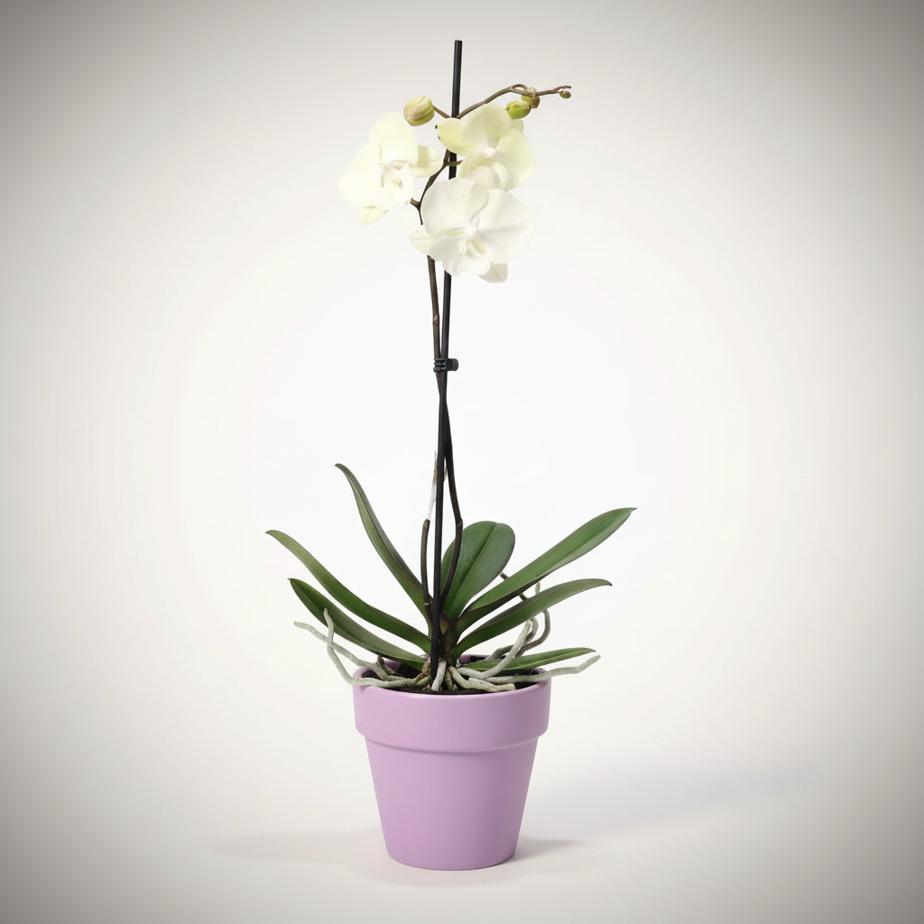 Phalaenopsis Limited #116 Labio grande