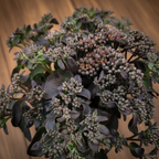 Sedum telephium 'Hot Rock'