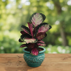 Calathea (Goeppertia) ‘Rosy’