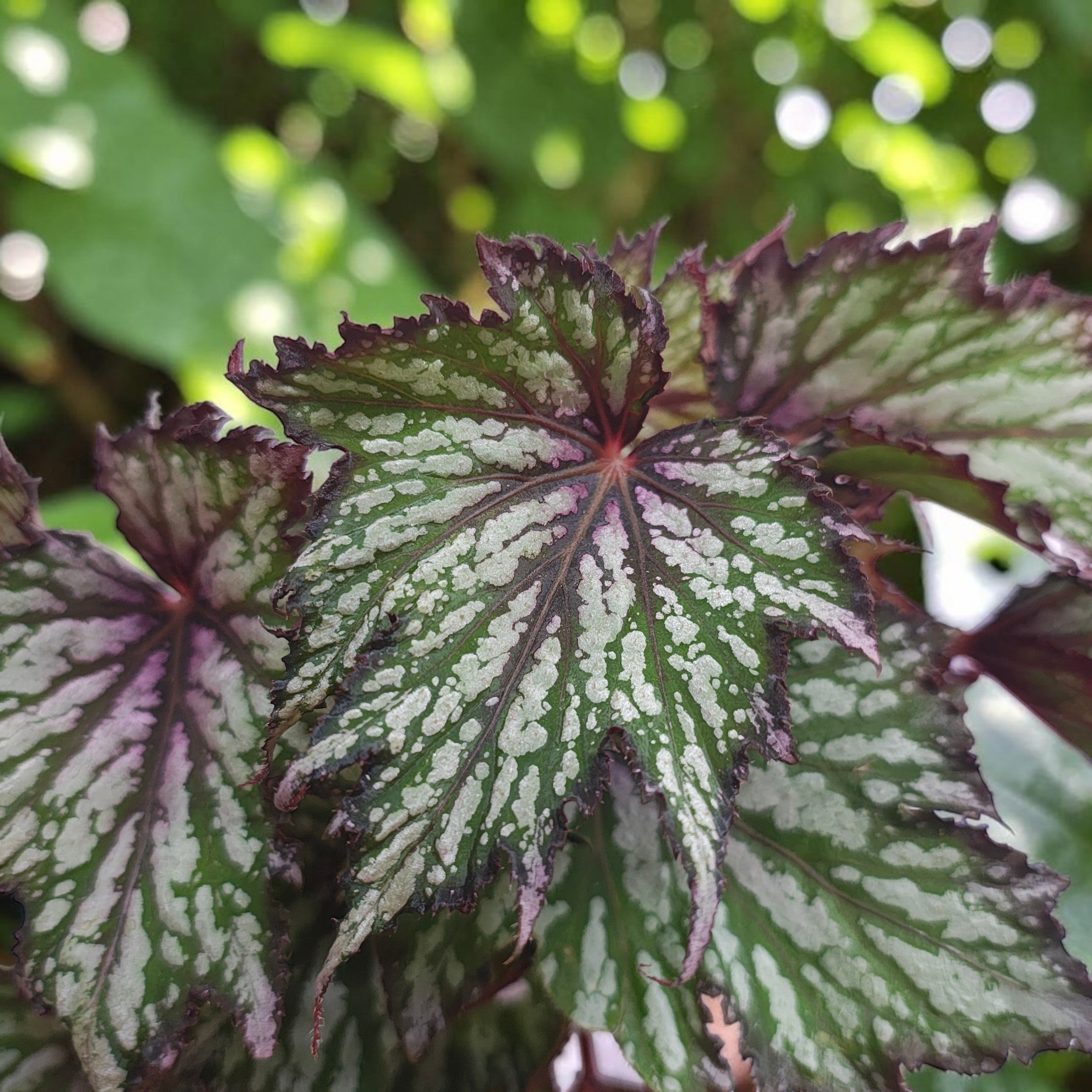 Begonia 'Jungle Wonders Tricolore'