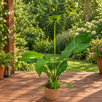 Tacca chantrieri 'Green Isle'– smaragdový netopýří květ, velkolepá tropická rarita