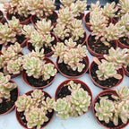 Sedum 'Alice Variegata' - iarba grasa variegata si rezistenta