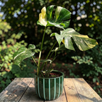 Monstera variegata ‚Thai Constellation‘