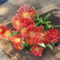 Delosperma cooperi 'Jewel of Desert Garnet' – die spektakuläre Eisblume