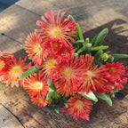 Delosperma cooperi 'Jewel of Desert Garnet' – die spektakuläre Eisblume