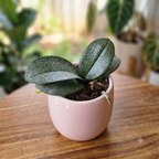 Phalaenopsis multiflora parfumata mix