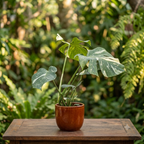 Monstera variegata ‚Thai Constellation‘