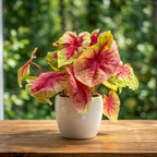 Caladium 'Lemon Blush' XL – spektakulär caladium med limegröna blad