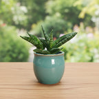 Sansevieria Boncellensis
