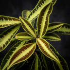 Labisia obtusifolia 'Jabi' - planta tropical rara com folhagem variegada espetacular