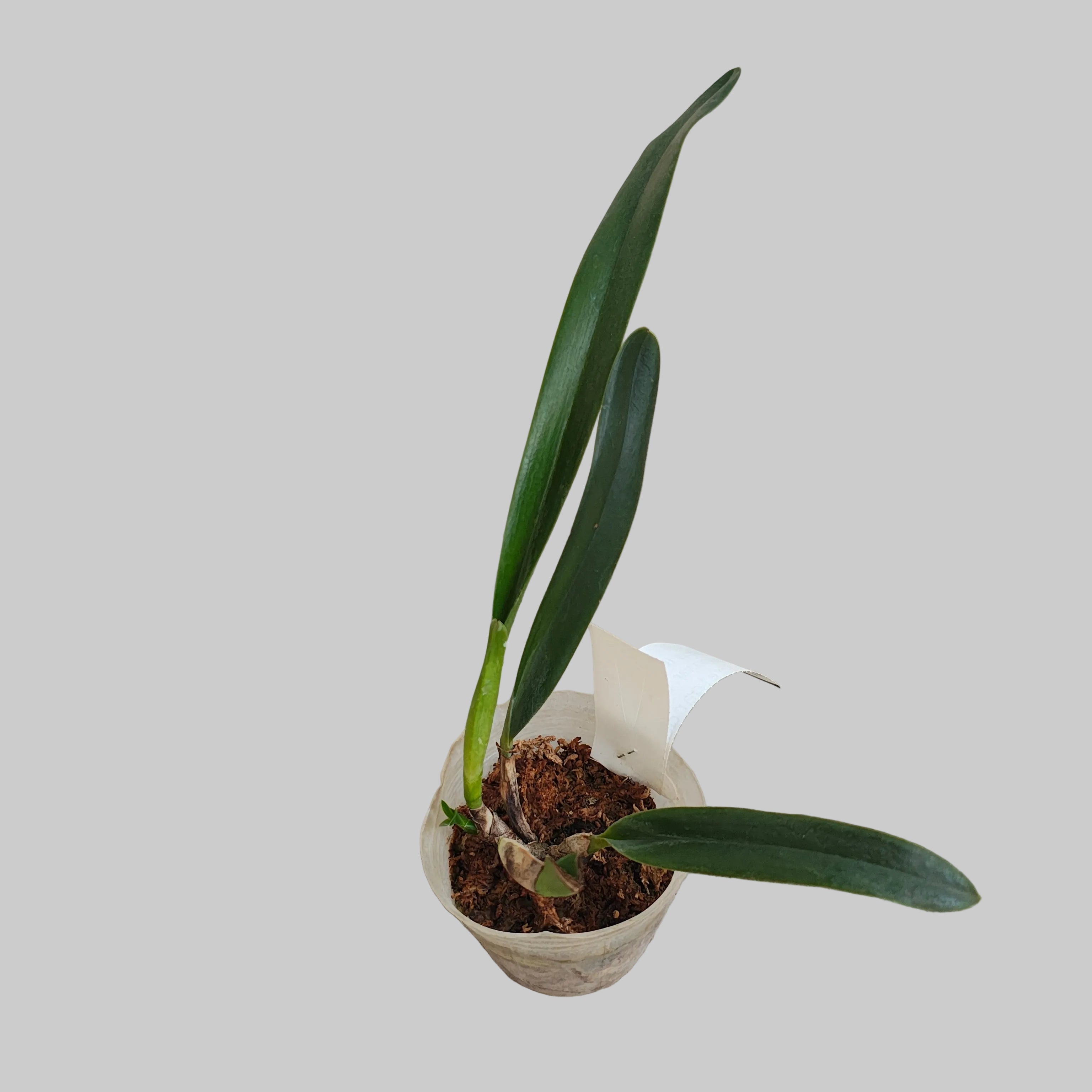 Cattleya (Laelia) purpurata var. striata - parfumata