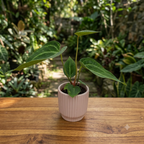Anthurium magnificum (Babypflanze - juvenile Form)