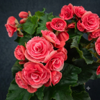 Begonie 'Borias' – dekorative Begonie mit zweifarbigen Blüten und üppigem Laub