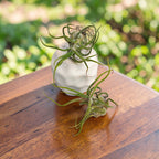 Tillandsia pruinosa – egzotyczna odmiana do dekoracji powietrznej