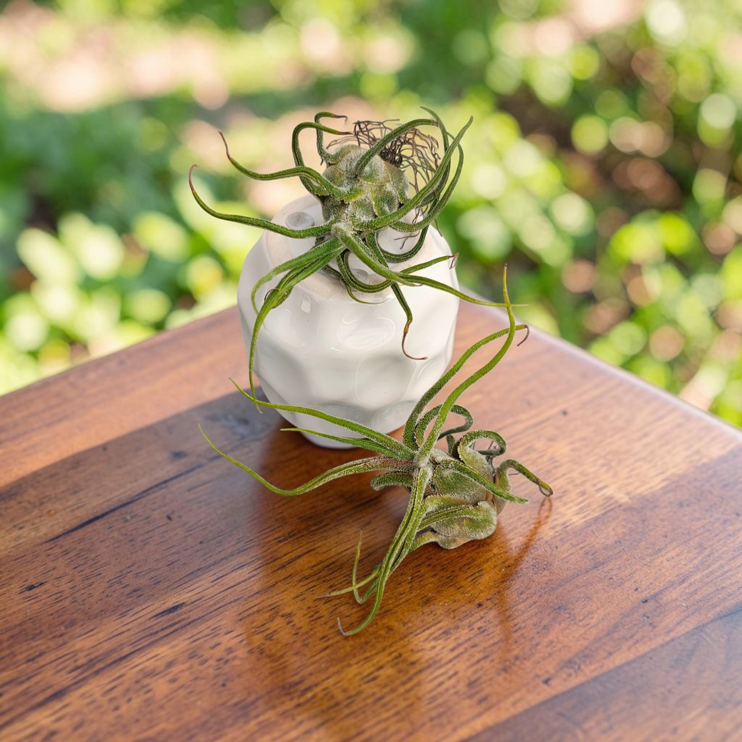 Tillandsia pruinosa – exotic variety for aerial decoration