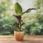 Ensete ventricosum 'Maurelii' (Banana Rossa) Ensete ventricosum 'Maurelii' (Banana Rossa) - fogliame spettacolare color bordo