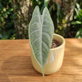 Alocasia longiloba 'Silver' - rare alocasia with silver leaves