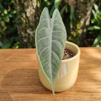 Alocasia longiloba 'Silver' - alocasia rara con foglie argentate
