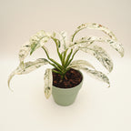 Rhaphidophora puberula ‘Variegata’ (strong variegation) – contrast puternic, efect tropical rar