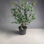 Ευκάλυπτος XL - Eucalyptus pulverulenta 'Baby Blue'