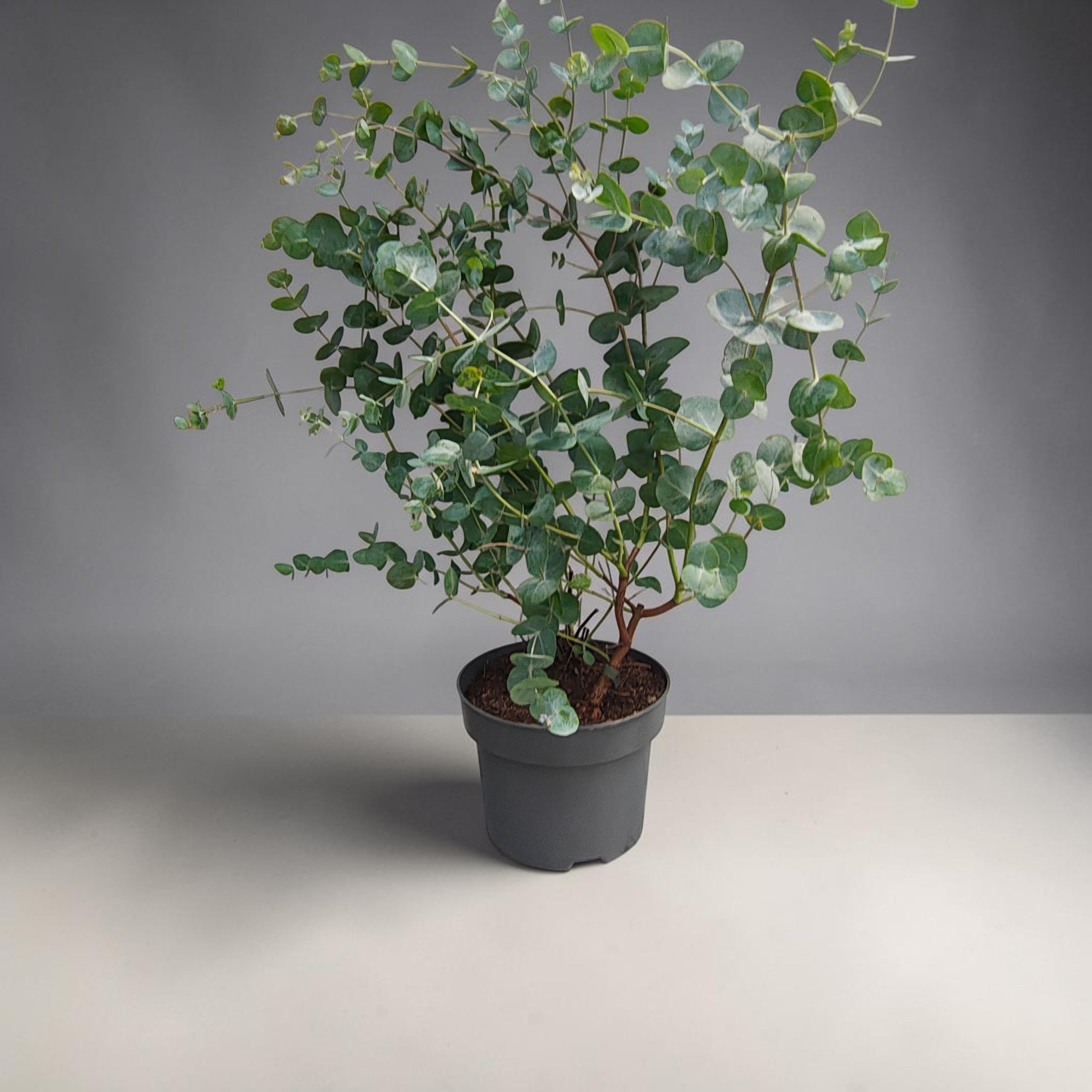Ευκάλυπτος XL - Eucalyptus pulverulenta 'Baby Blue'