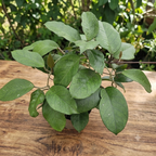 Hoya fungii - flori parfumate D12