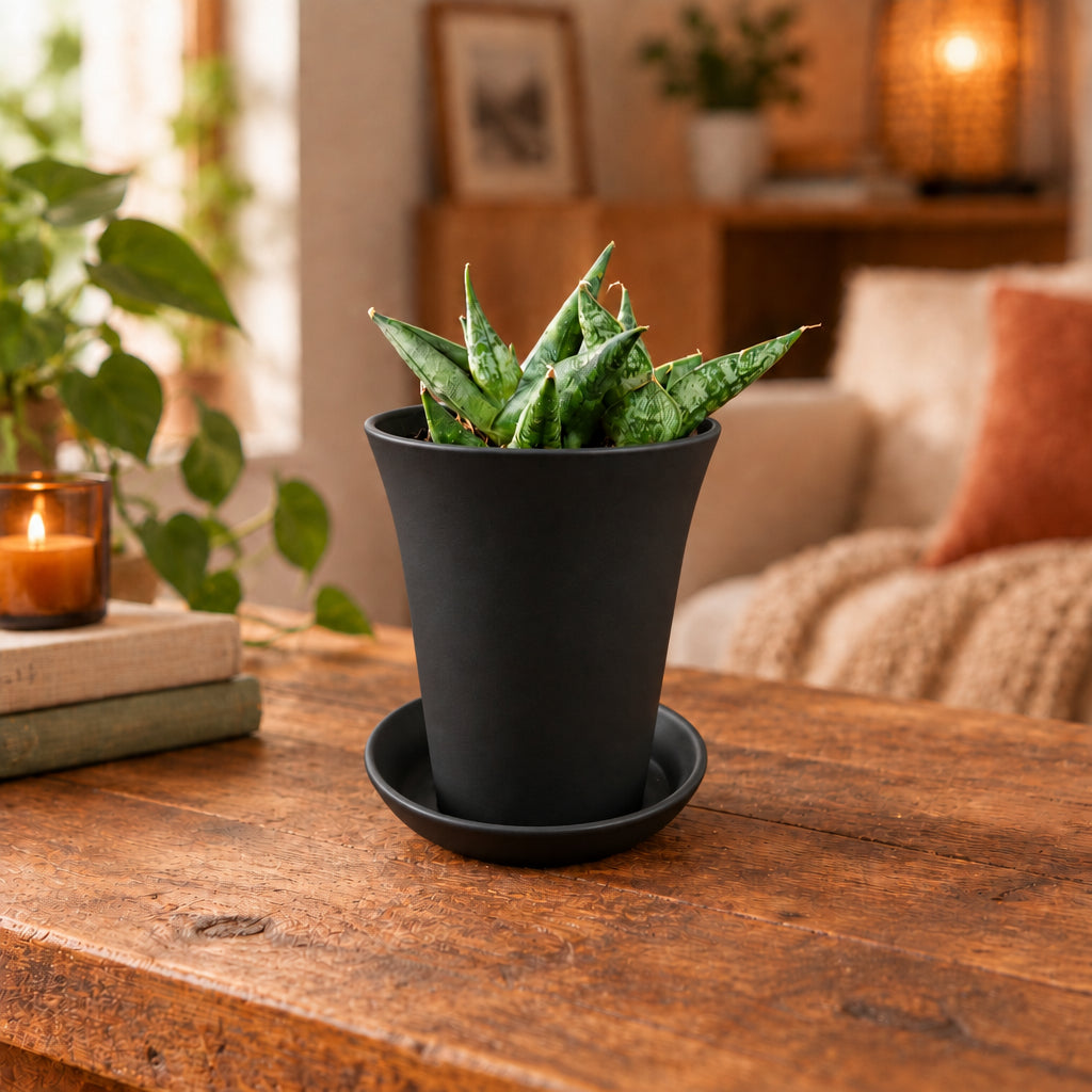 Sansevieria cylindrica ‘Rocky Crown’ – kompakte Sukkulente mit skulpturalem Wuchs