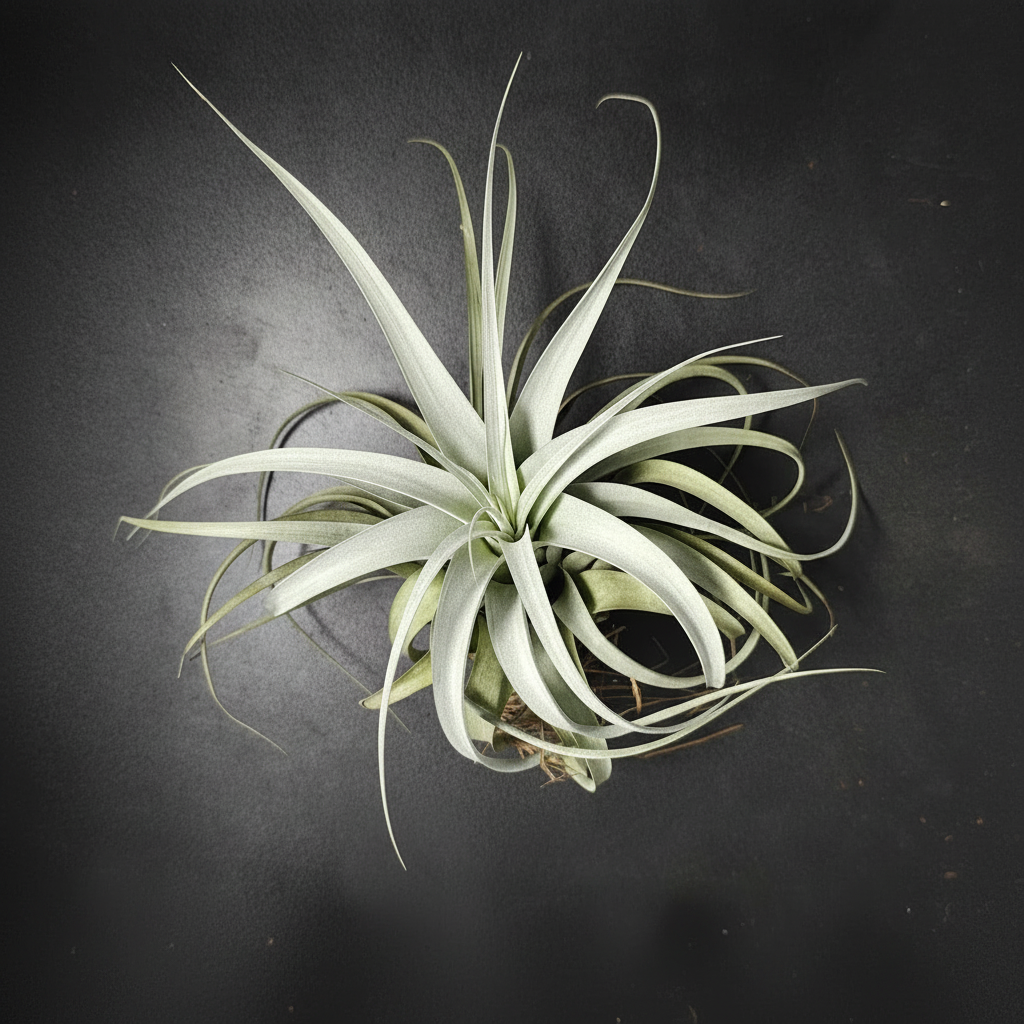 Tillandsia Xerographica XL - Luftpflanze