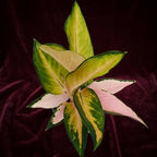 Aglaonema 'China Pink' - aglaonema con fogliame pastello