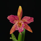 Rby. Copper Queen 'H&R'