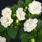 Gloxinia Blanca (Sinningia) con flor doble blanca