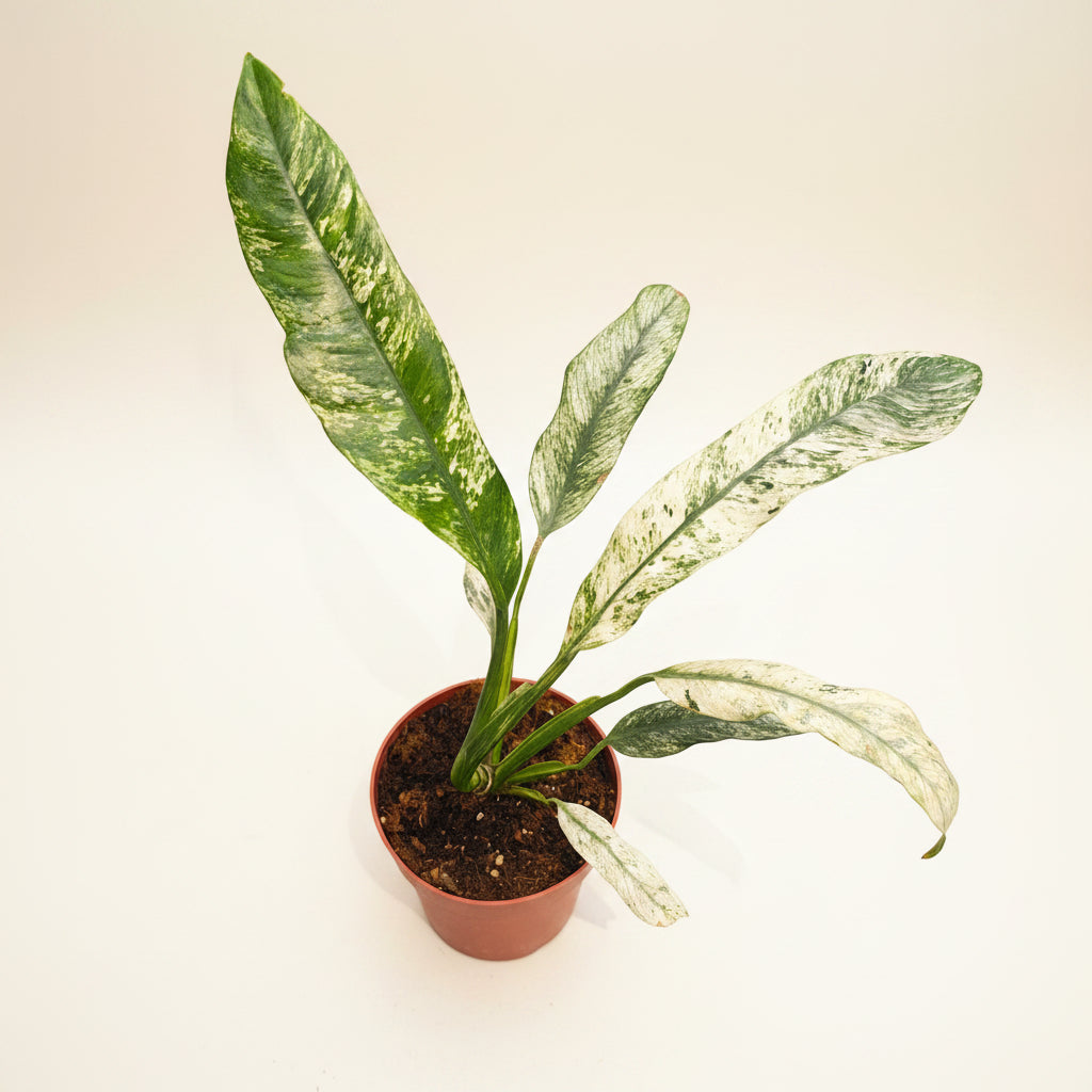Rhaphidophora puberula ‘Variegata’ (strong variegation) – contrast puternic, efect tropical rar