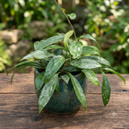 Hoya pubicalyx 'Reva' (szuper fröccsenés) D12 - teljes cserepek